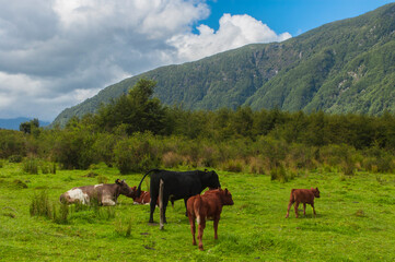 Aisén  Vacas naturaleza  carretera Austral  