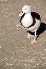 the radjah shelduck is white and brown with pink legs and bill