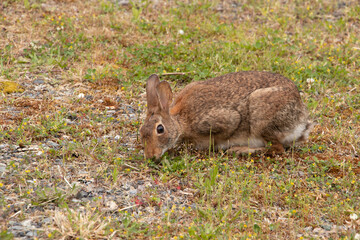 Naklejka na ściany i meble Closeup of a cottontail rabbit grazing grasses in the clover patch