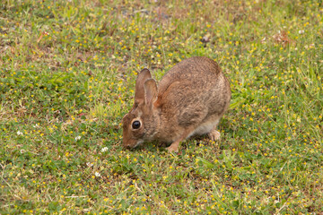 Closeup of a cottontail rabbit in the clover patch