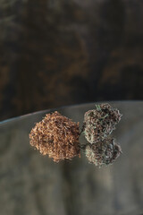 Flor cannabis, extracto medicinal, aceite de marihuana, cogollo cañamo, reflejo cristal, tabaco.