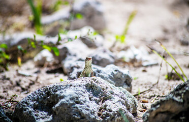 lizard on a rock