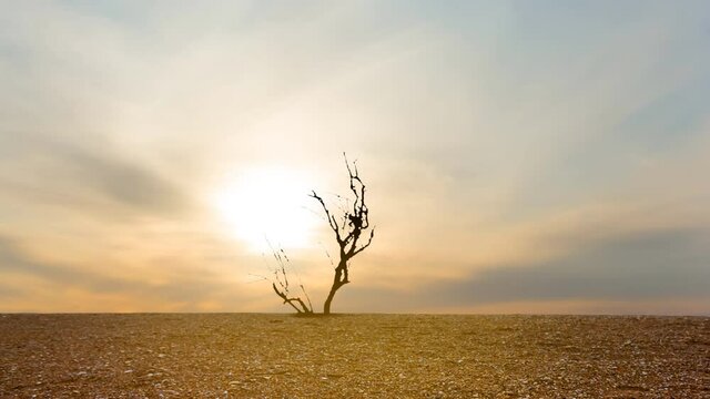 dry tree on a sand at the sunset, time lapse scene