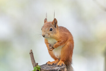 Red squirrel sitting on a stump. 