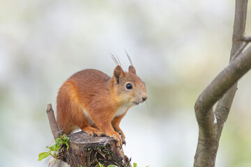 Red squirrel sitting on a stump. 
