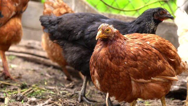 Chicken walks in the pen. Chickens search for grain while walking in a pen on a farm.