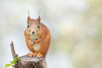 red squirrel sits quietly on a branch looking at the camera. close-up