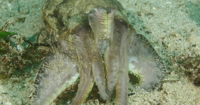 cuttle fish underwater camoufflage and look for hunt
