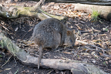 the quokka is a cute marsupial he is nibbling leaves
