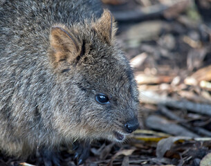 the quokka is marsupial with grey fur and a black nose