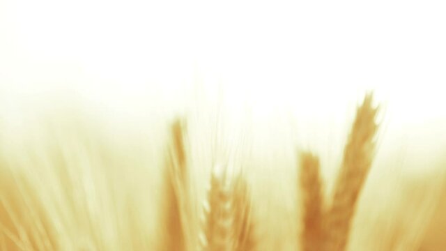 Ripe gold wheat field moved by the wind during a sunny day. Conceptual images