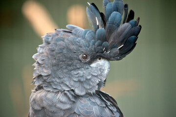 this is a close up of a red tailed black cockatoo