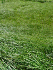 Endless field of green grass. Summer vacation in european country. Outdoor activity and trecking in the country.