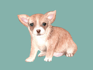 Cute puppy favorite pet. Watercolor drawing
