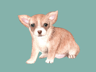 Cute puppy favorite pet. Watercolor drawing