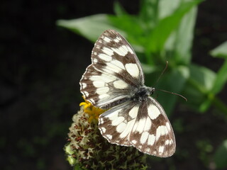 Butterfy (Melanargia galathea, the marbled white) on a zinnia flower.