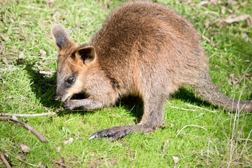 the joey swamp wallaby is eating grass