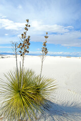 White Sands National Park -- Scenic view with Yucca plants in foreground - with sand dunes & cloudy sky as backdrop