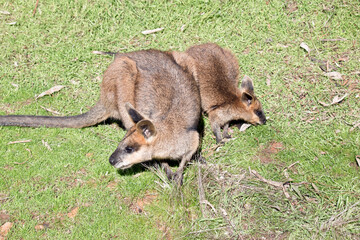 the swamp wallaby is eating grass with her joey