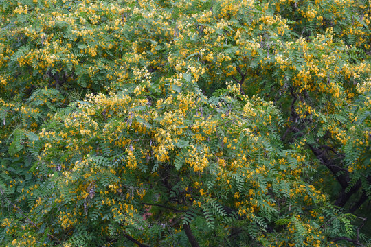 Tipuana tree in bloom, spring and yellow flowers, floral backgrounds