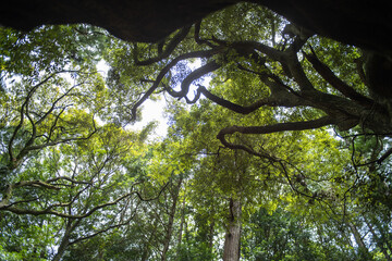 登山道の初夏新緑