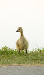 Baby Canada goose standing on grass.