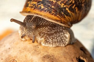 Nice snail on a pumpkin scanning the horizon at sunrise on a spring morning on a diffuse blue background