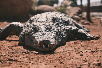 sleeping crocodile on the sand