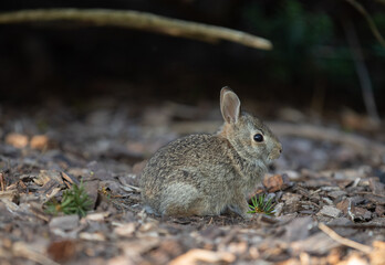 Naklejka na ściany i meble Baby wild rabbit sitting on the ground in the forest.