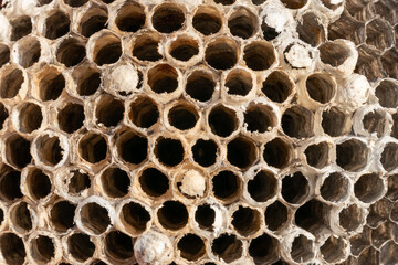 Wasp Honeycomb As Background. Close