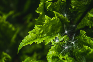 Fluff and seeds of dandelion on green leaf of hogweed. Background of nature closeup