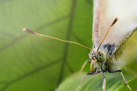 Face of Buckwheat butterfly or lemongrass butterfly closeup in green leaf