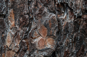 Textured background of pine tree bark. Macro abstrak of tree bark