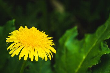 Some dandelion  flower in the foreground on a background from green hogweed