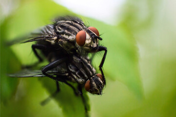 Two flies on a green leaf
