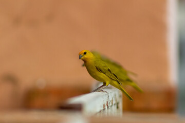 red and yellow macaw