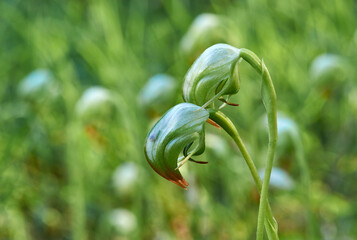 Pterostylis nutans - Nodding Greenhood or Parrot's Beak Orchid - flowers with blurred background. A delicate species of orchid endemic to eastern Australia. Found growing on forsaken land in Iluka.
