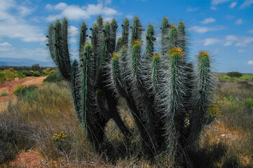 Cactus  Vista panoramica  Ovalle Cuarta region   naturaleza desieto