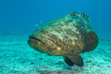 A large Goliath Grouper, Epinephelus itajara, an endangered species underwater off the Florida Keys