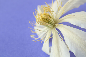 Background purple with white clematis flower, close-up, place for inscription