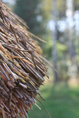 straw roof, roof, straw © AMTM