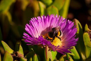 Flores aVEJORROS POLINIZACION ACERCAMIENTO NATURALEZA