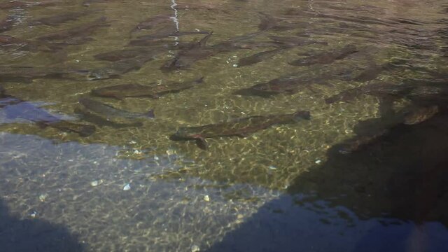 Trout flock in frantic search for food. Concept: industrial fish farming