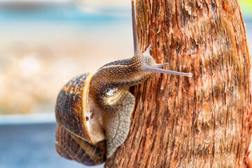 Nice adult snail climbing on a tree branch at sunrise on a diffuse and colorful background
