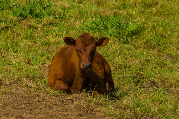 Vacas bobinos pastando Curepto Chile septima regin 