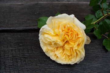 Yellow rose in a rustic background. Rose on a gray wooden background