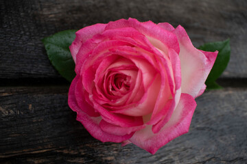 Pink rose in a rustic background. Rose on a gray wooden background
