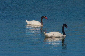 Cisne cuello negro  laguna de Cahuil sexta region Chile Sudamerica