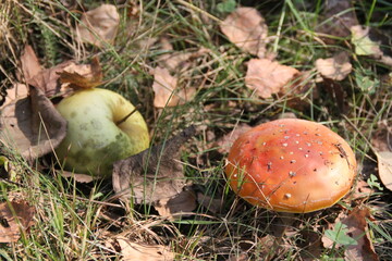 apple anf mushroom © AMTM