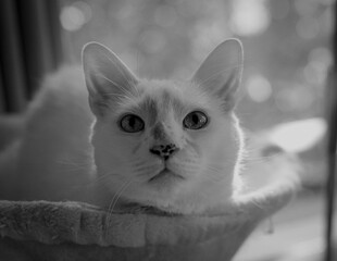 Portrait of a white can in black and white